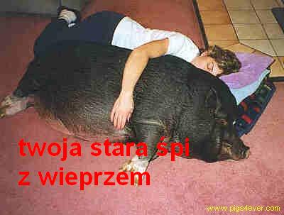Twoja stara śpi z wieprzem