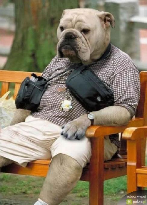 psi odpoczynek [.jpg]